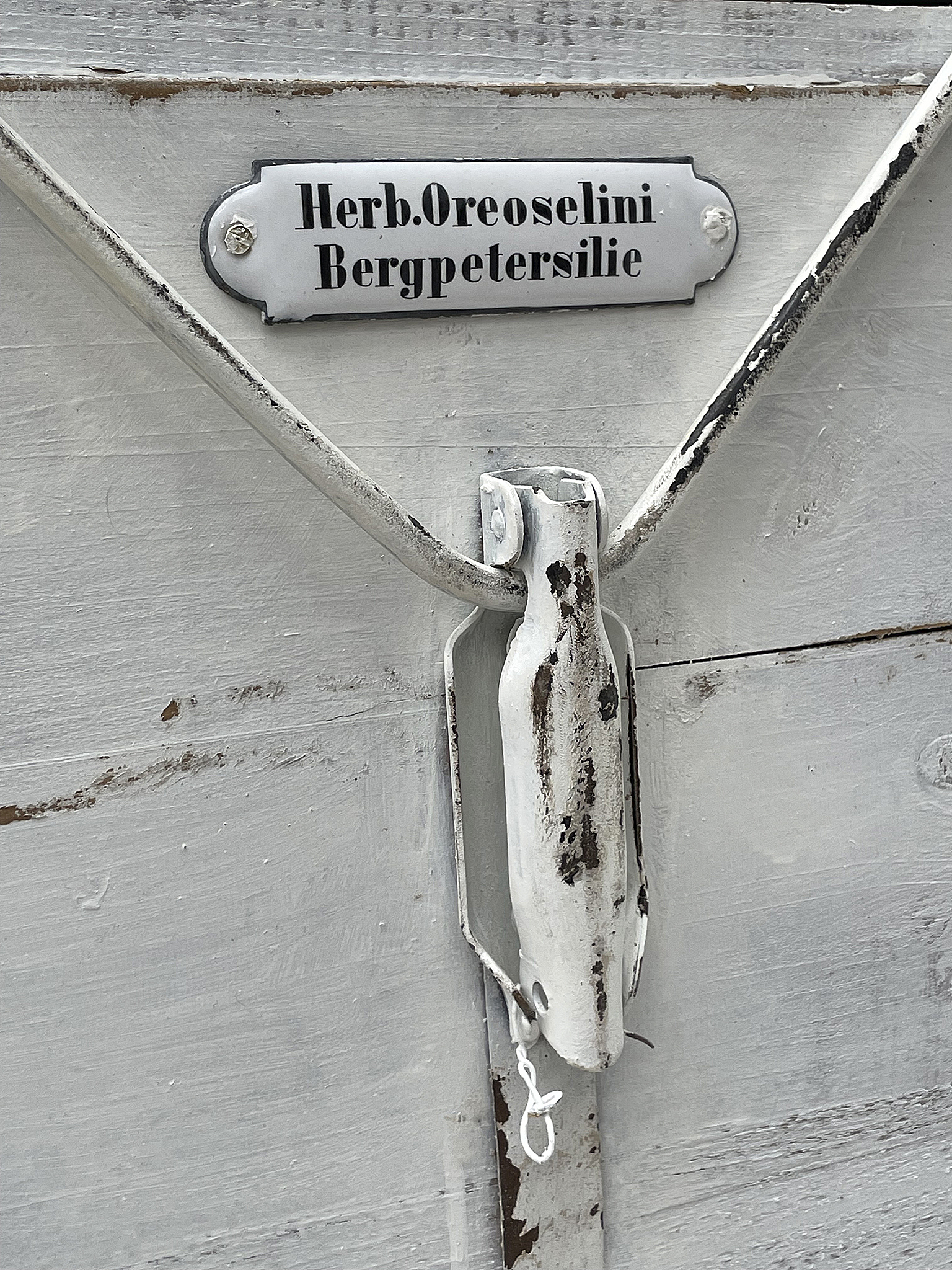 Hinweisschild für Bergpetersilie - Herb.Oreoselini Schild mit der Aufschrift Herb.Oreoselini Bergpetersilie